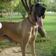 great-danes-for-sale-great-dane-lahore-4