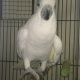 parrots-and-parrot-eggs-for-sale-cockatoos-balambat-2