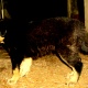 german-shephard-puppy-pure-breed-german-shepherd-lahore