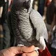 perefect-akc-african-grey-parrots-for-adoption-perefect-akc-african-grey-parrots-for-adoption-african-grey-parrot-lala-musa