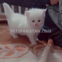 persian-cat-kittens-persian-cats-lahore-2