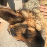 male-german-shepherd-german-shepherd-peshawar