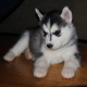 2-months-old-siberian-husky-pup-for-re-homing-other-abadi-jalalpur-pirwala