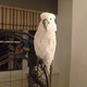 bueatiful-umbrella-cockatoo-parrot-for-sale-cockatoos-karachi