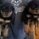 akc-reg-german-rottweiler-puppies-other-lahore