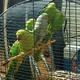 available-parrots-parrot-eggs-and-feathers-indian-ringneck-akora-khattak-2