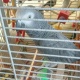 african-grey-parrot-other-lahore