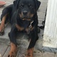 male-rottweiler-for-sale-for-30k-rottweiler-karachi