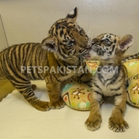 adorable-cheetah-cubs-lion-cubs-tiger-cubs-for-sale-whatsapp-17193579832-elephant-islamabad-2
