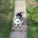 lovely-14-week-old-husky-boy-other-charsadda