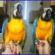cut-african-grey-parrot-for-adoption-african-grey-parrot-abbas-nagar