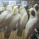 parrots-cockatoos-exotic-birds-and-exotic-animals-for-sale-macaws-lahore