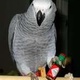 african-grey-parrots-for-rehoming-other-bherowal
