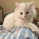 persian-kitten-for-sale-age-5-months-persian-cats-islamabad-5