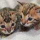 adorable-bengal-kittens-for-adoption-the-abyssinian-akora-khattak