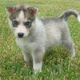 playful-and-lovely-siberian-husky-puppies-for-sale-other-lahore