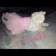 persian-cats-urgent-sale-persian-cats-lahore