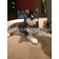 free-siberian-husky-puppies-available--ahmadabad