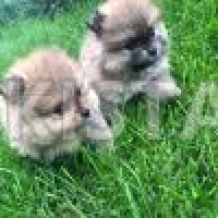 two-beautiful-pomeranian-girls-pomeranian-ahmadabad