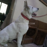 very-rare-microchip-pedigreed-white-german-shepherd-beauty-contest-winner-in-puppy-category-german-shepherd-lahore-8