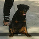 rottweiler-9-months-rottweiler-sialkot-3