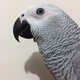 gorgeous-baby-african-grey-hand-reared-other-lahore