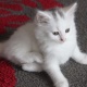 kittens-for-sale-other-alipur-chatta