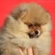 pomeranian-boo-male-puppy-pomeranian-ahmadpur-3
