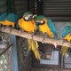 healthy-parrots-ostrich-and-fresh-laid-fertile-eggs-macaws-rawalpindi
