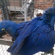 hyacinth-macaw-other-lahore