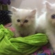 persian-kittens-persian-cats-karachi-2