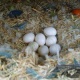 fertlised-parrot-eggs-for-sale-macaws-abbottabad