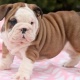 american-bulldog-puppies-american-pitbull-