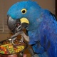 hyacinth-macaw-parrots-for-good-homes-macaws-barkhan