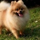 pomeranian-pups-for-adoption-other-alipur-chatta