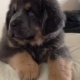 tibetan-mastiff-puppies-afghan-hound-bosan
