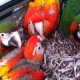 exoctic-birds-macaw-scarlet-hycinth-blue-and-gold-macaws-islamabad