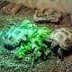 2-female-tortoises-for-sale-with-indoor-and-outdoor-tortoise-tables-with-accessories-other-chani-goth