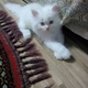persian-kittens-persian-cats-karachi-3