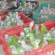 buy-parrot-eggs-for-sale-and-baby-parrots-indian-ringneck-adenzai