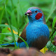 red-checked-cordon-blue-for-sale-blue-capped-cordon-bleu-finch-karachi