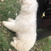 shitzu-pair-healthy-active-65000pair-shih-tzu-lahore-6