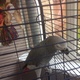 african-grey-african-grey-parrot-lahore-cantt