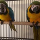 blue-and-gold-macaw-parrot-and-fertile-fresh-parrot-eggs-macaws-abdul-hakim