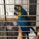macaw-parrots-other-lahore