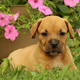 cute-boxer-puppies-ready-to-be-love-boxer-abadi-jalalpur-pirwala