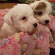 jackapoo-pups-for-sale-other-bhera