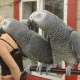 parrot-for-adoption-african-grey-parrot-bosan