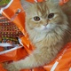 persian-male-cat-persian-cats-lahore-3