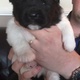akita-puppies-10-weeks-other-abadi-jalalpur-pirwala